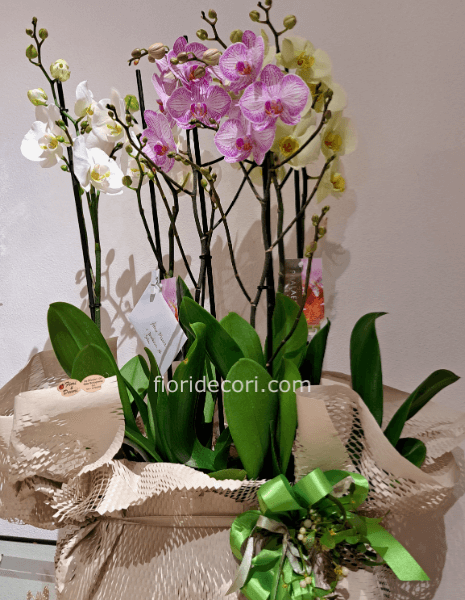 Composizione Mista colori di Phaleonopsis