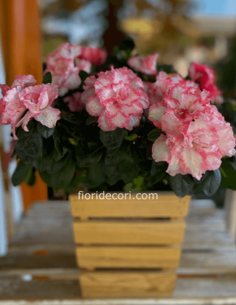 Pianta di azalea