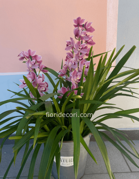 Cymbidium » Fiori a Sala Bolognese. Fiorista per acquisto online, invio e  consegna a domicilio di fiori e piante a Sala Bolognese