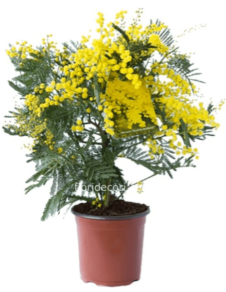 Albero di Mimosa