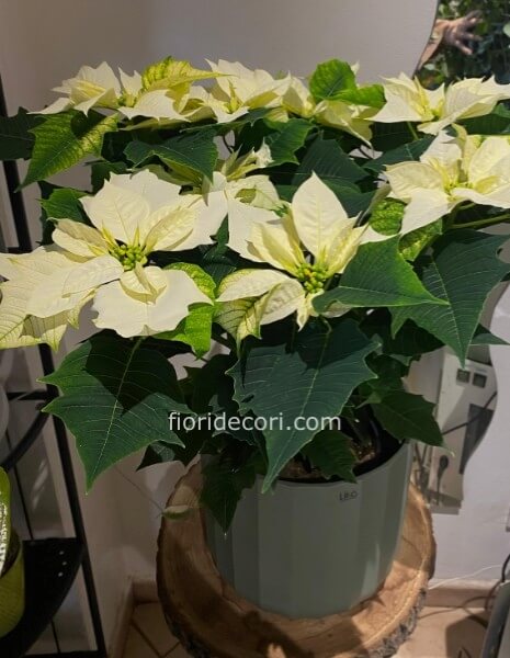 Stella di natale bianca