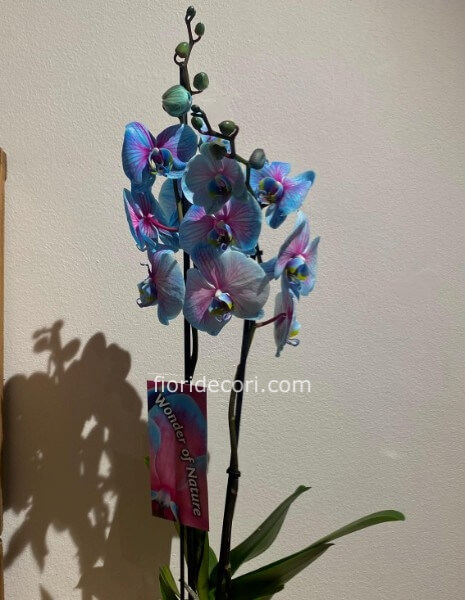 Phalenopsis Azzurra