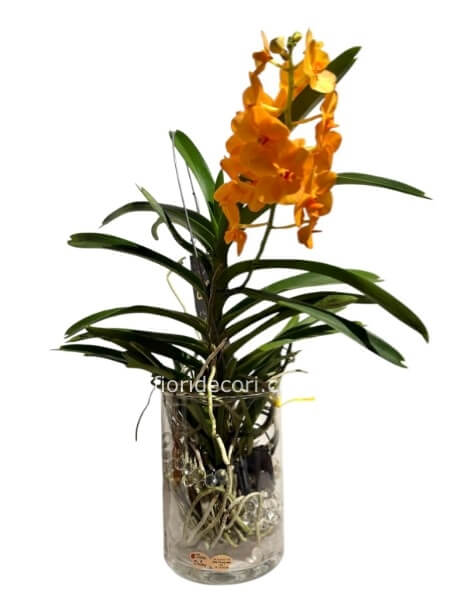 Orchidea vanda gialla in vetro