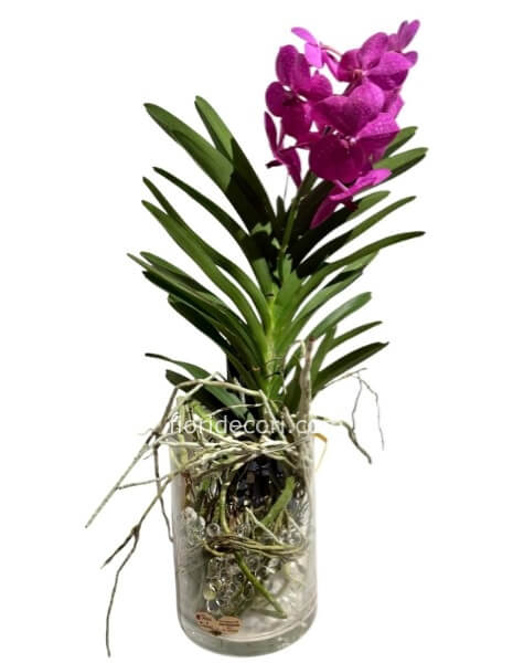 Orchidea vanda rosa in vetro